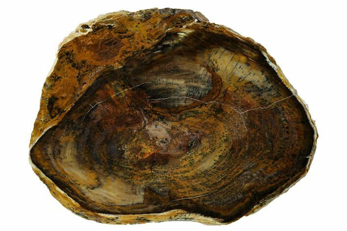 Petrified Wood Slab - Saddle Mountain, WA #152227